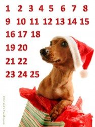 Advent Calendar with a really cute dog in a gift box wearing a Santa hat